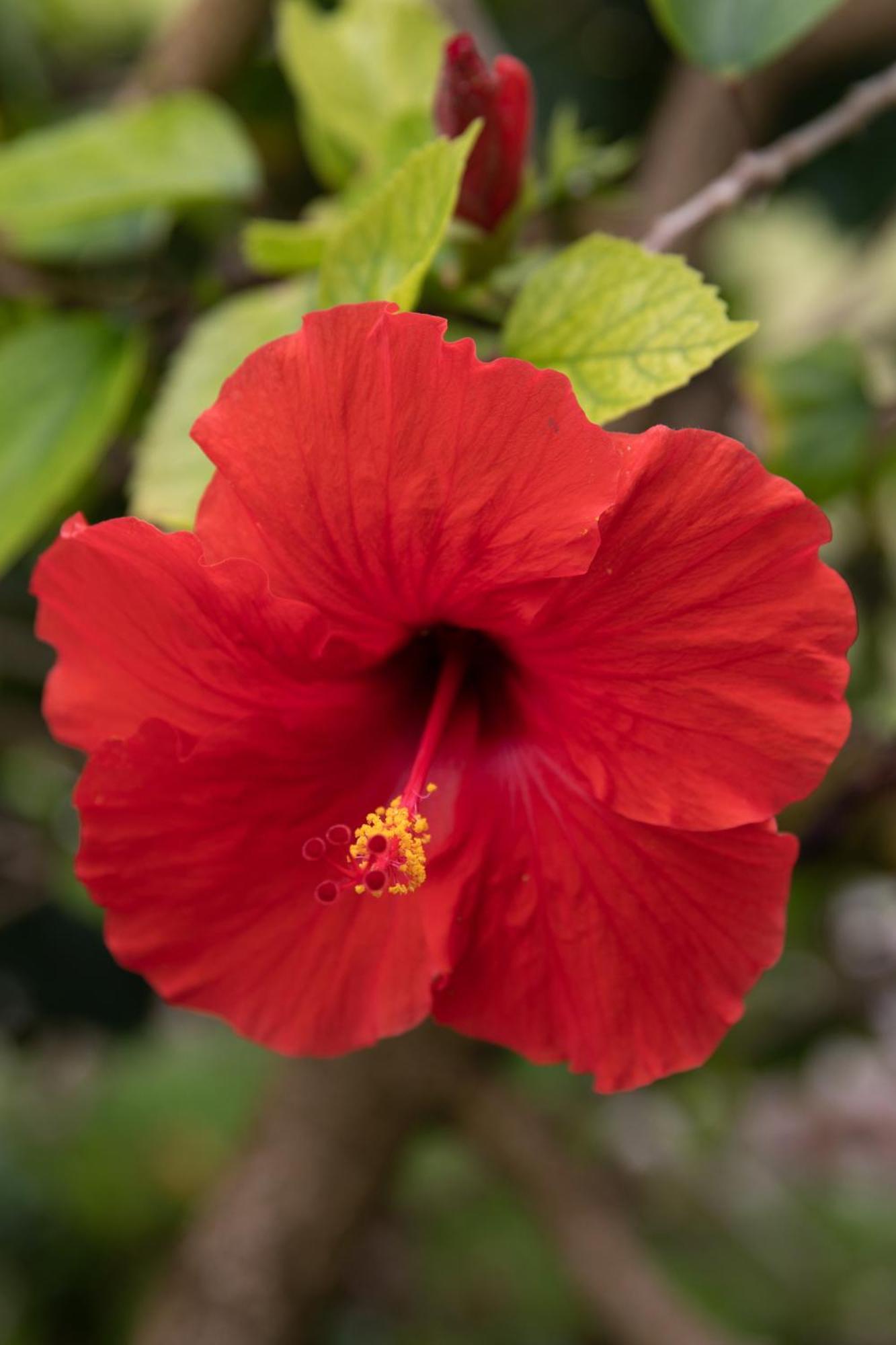 カパア Oceanfront Kauai - Harmony Tvnc 4247ヴィラ エクステリア 写真
